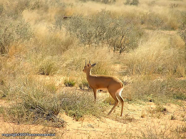 Steenbok, Kgalagadi Transfrontier Park, Sudáfrica. Autor y Copyright Marco Ramerini.